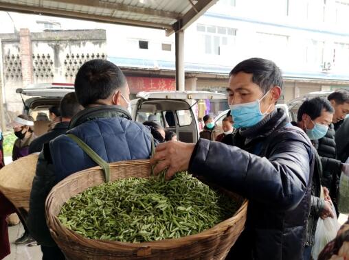 克服疫情霜雪考验 鲜叶交易恢复正常——名山区茶叶交易市场见闻