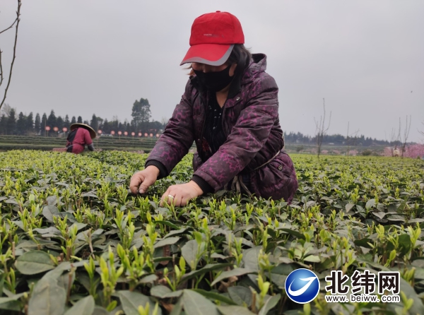 天气晴好 名山区采茶用工需求增多