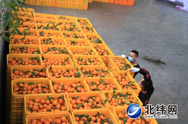 石棉黄果柑预计5月上旬销售完毕 今年销售收入有望达3.4亿元