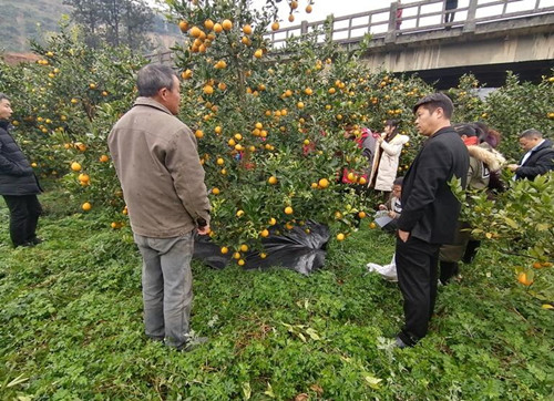 石棉县启动黄果柑果园防草地布覆盖工作