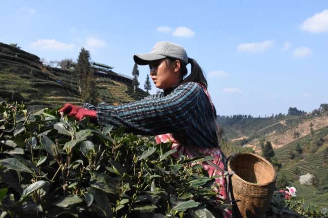 生态茶园人气旺 茶叶经济动力强——我市春茶价格较去年同期上涨约20%