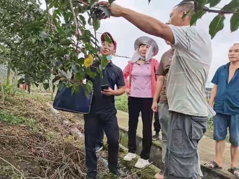 雨城区“猕猴桃专家大院”针对猕猴桃受灾情况进行技术指导