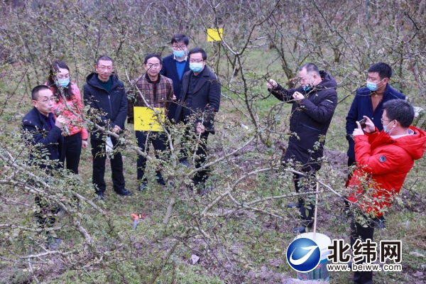 聚焦花椒树标准化管理 提高全省红花椒生产水平——2021年全省红花椒绿色优质高效关键技术培训会在汉源县举行